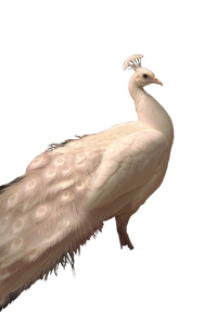 White Peacock Painting V3 Vinyl Car Decal Sticker – Waterproof & UV-Resistant 8.96"