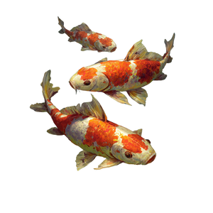 Underwater Koi V2 Vinyl Car Decal Sticker – Waterproof & UV-Resistant 6.826666666666667"