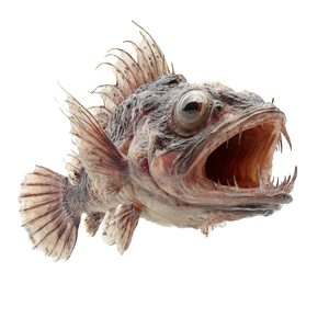Prehistoric Fish Vinyl Car Decal Sticker – Waterproof & UV-Resistant 3.4133333333333336"