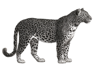 Vintage Leopard Illustration V2 Vinyl Car Decal Sticker – Waterproof & UV-Resistant 6.1866666666666665"