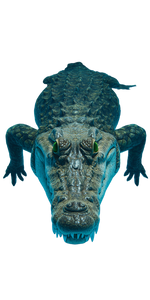 Emerald-Eyed Crocodile V2 Vinyl Car Decal Sticker – Waterproof & UV-Resistant 10.2