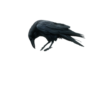 Gothic Raven Perched V5 Vinyl Car Decal Sticker – Waterproof & UV-Resistant 6.826666666666667"