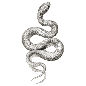 Elegant Serpent Sketch Vinyl Car Decal Sticker – Waterproof & UV-Resistant 3.4133333333333336" Elegant Serpent Sketch Vinyl Car Decal Sticker – Waterproof & UV-Resistant 3.4133333333333336"