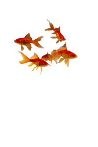 Surreal Goldfish Glasses V2 Vinyl Car Decal Sticker – Waterproof & UV-Resistant 4.4