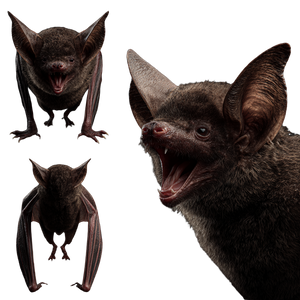 Vampire Bat Views Vinyl Car Decal Sticker – Waterproof & UV-Resistant 6.826666666666667"