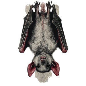 Upside Down Bat V2 Vinyl Car Decal Sticker – Waterproof & UV-Resistant 6.826666666666667"