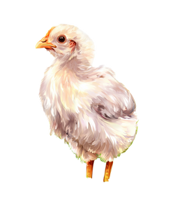 Colorful Broiler Chicken Vinyl Car Decal Sticker – Waterproof & UV-Resistant 8.0"