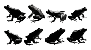 Frog Silhouettes Illustration Vinyl Car Decal Sticker – Waterproof & UV-Resistant 2.72"