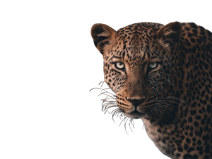 Leopard By Lake Vinyl Car Decal Sticker – Waterproof & UV-Resistant 6.1866666666666665"