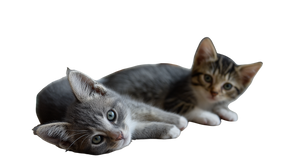 Playing Kittens V8 Vinyl Car Decal Sticker – Waterproof & UV-Resistant 5.4