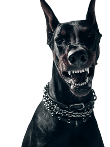 Angry Doberman Barking V2 Vinyl Car Decal Sticker – Waterproof & UV-Resistant 8.213333333333333"
