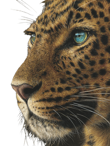 Leopard Portrait V7 Vinyl Car Decal Sticker – Waterproof & UV-Resistant 4.1066666666666665"