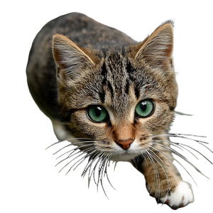 Happy Running Cat V6 Vinyl Car Decal Sticker – Waterproof & UV-Resistant 3.4133333333333336"