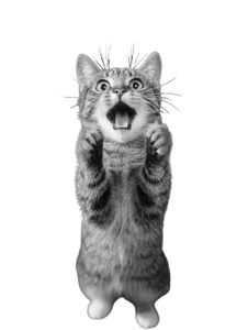 Shocked Striped Cat Vinyl Car Decal Sticker – Waterproof & UV-Resistant 8.213333333333333"