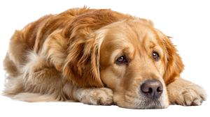 Sad Golden Retriever V6 Vinyl Car Decal Sticker – Waterproof & UV-Resistant 2.72"