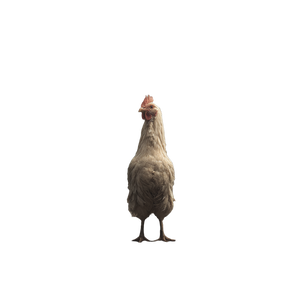 Headless Chicken Vinyl Car Decal Sticker – Waterproof & UV-Resistant 6.826666666666667"