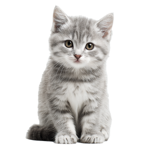 Smiling Gray Kitten V3 Vinyl Car Decal Sticker – Waterproof & UV-Resistant 3.4133333333333336"