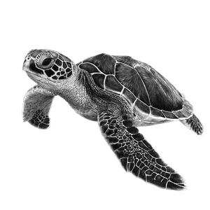 Sea Turtle Sketch V2 Vinyl Car Decal Sticker – Waterproof & UV-Resistant 3.4133333333333336"
