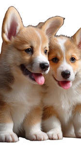 Cute Corgi Puppies Vinyl Car Decal Sticker – Waterproof & UV-Resistant 9.706666666666667"