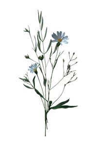 Wildflower Botanical Vinyl Car Decal Sticker – Waterproof & UV-Resistant 4.4