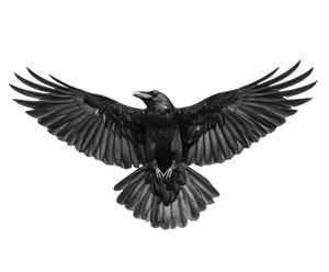 Symmetrical Raven Flight Vinyl Car Decal Sticker – Waterproof & UV-Resistant 6.613333333333333"