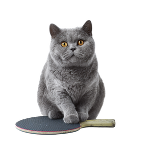 British Cat Paddle Vinyl Car Decal Sticker – Waterproof & UV-Resistant 3.4133333333333336"