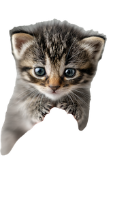 Tiny Kitten Perched V4 Vinyl Car Decal Sticker – Waterproof & UV-Resistant 9.813333333333333"