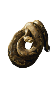 Coiled Jungle Python V2 Vinyl Car Decal Sticker – Waterproof & UV-Resistant 9.706666666666667"