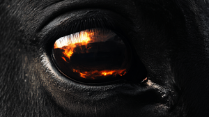 Fiery Horse'S Eye Vinyl Car Decal Sticker – Waterproof & UV-Resistant 5.4