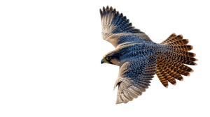 Peregrine Falcon Dive Vinyl Car Decal Sticker – Waterproof & UV-Resistant 5.4