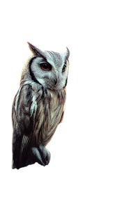 Majestic Owl Perched V6 Vinyl Car Decal Sticker – Waterproof & UV-Resistant 9.706666666666667"