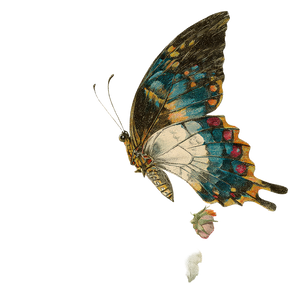 Vintage Butterfly Flower Vinyl Car Decal Sticker – Waterproof & UV-Resistant 3.4133333333333336"