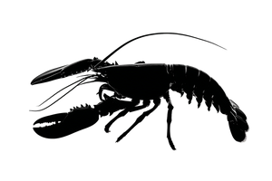 Silhouette Lobster V2 Vinyl Car Decal Sticker – Waterproof & UV-Resistant 2.986666666666667"