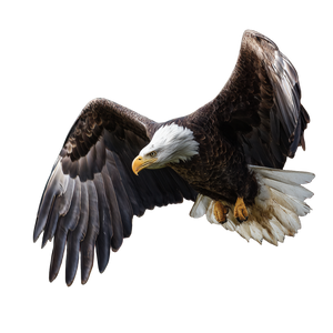 Bald Eagle Flying V14 Vinyl Car Decal Sticker – Waterproof & UV-Resistant 3.4133333333333336"