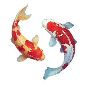 Colorful Koi Fish V14 Vinyl Car Decal Sticker – Waterproof & UV-Resistant 3.4133333333333336"