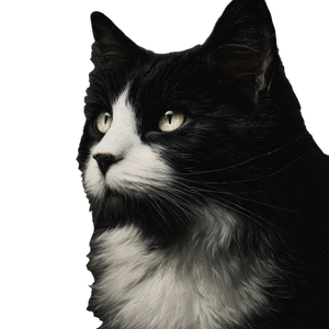 Tuxedo Cat Art Vinyl Car Decal Sticker – Waterproof & UV-Resistant 6.826666666666667"