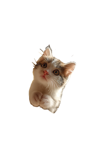 Curious Kitten V6 Vinyl Car Decal Sticker – Waterproof & UV-Resistant 4.8533333333333335"