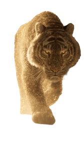 Golden Phantom Tiger Vinyl Car Decal Sticker – Waterproof & UV-Resistant 4.8533333333333335"