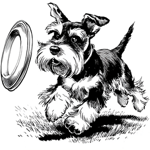 Schnauzer Chasing Frisbee Vinyl Car Decal Sticker – Waterproof & UV-Resistant 3.4133333333333336"