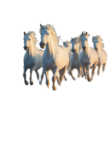 Majestic Beach Horses Vinyl Car Decal Sticker – Waterproof & UV-Resistant 8.213333333333333"