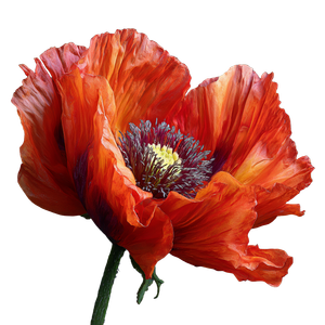 Frontal Poppy Vinyl Car Decal Sticker – Waterproof & UV-Resistant 3.4133333333333336"