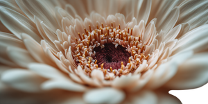 Cream Gerbera Daisy Vinyl Car Decal Sticker – Waterproof & UV-Resistant 2.56"