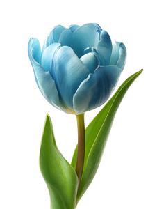 Blue Tulip Bloom V3 Vinyl Car Decal Sticker – Waterproof & UV-Resistant 8.213333333333333" Blue Tulip Bloom V3 Vinyl Car Decal Sticker – Waterproof & UV-Resistant 8.213333333333333"