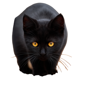 Stalking Kitten Vinyl Car Decal Sticker – Waterproof & UV-Resistant 3.4133333333333336"