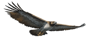 Giant Eagle Soaring Vinyl Car Decal Sticker – Waterproof & UV-Resistant 2.72"