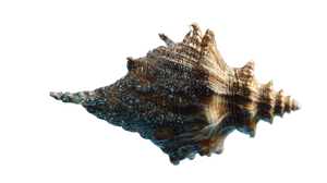 Golden Conch Swim Vinyl Car Decal Sticker – Waterproof & UV-Resistant 5.4