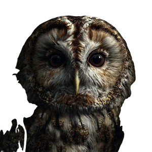 Realistic Owl Closeup Vinyl Car Decal Sticker – Waterproof & UV-Resistant 3.4133333333333336"