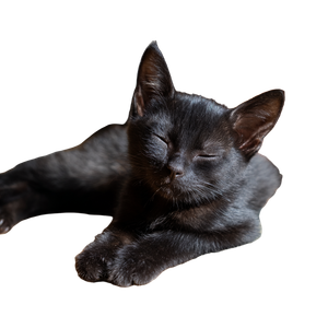 Black Kitten Relaxing Vinyl Car Decal Sticker – Waterproof & UV-Resistant 3.4133333333333336"