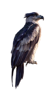 Desert Eagle Perched Vinyl Car Decal Sticker – Waterproof & UV-Resistant 4.746666666666667"