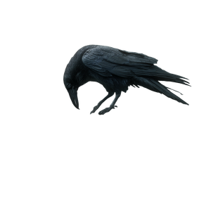 Gothic Raven Perched V4 Vinyl Car Decal Sticker – Waterproof & UV-Resistant 6.826666666666667"